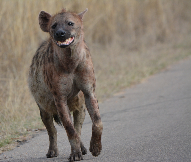 hyena in kruger zuid-afrika