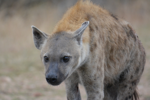 Hyena Kruger south