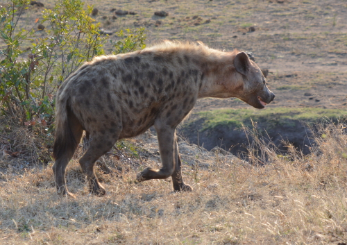 hyena kruger south