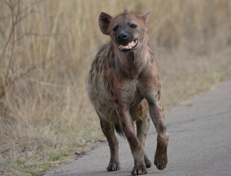 hyena kruger zuid-afrika
