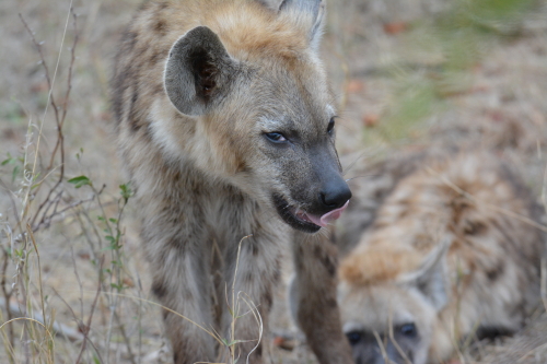 Hyena vlakbij Afsaal Kruger