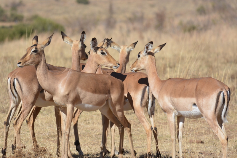 impalas in Pilanesberg Zuid-Afrika