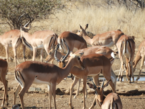 Impala's Kruger