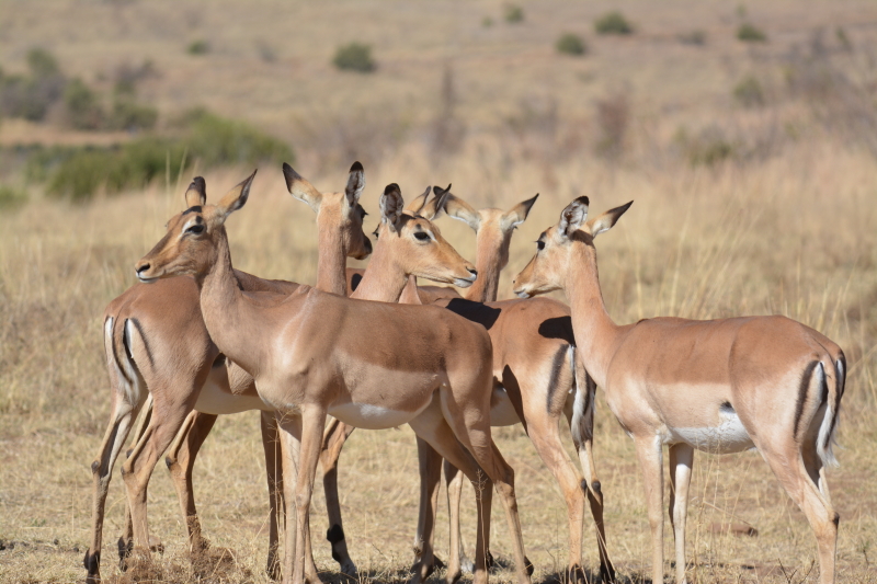 dieren in zuid-afrika