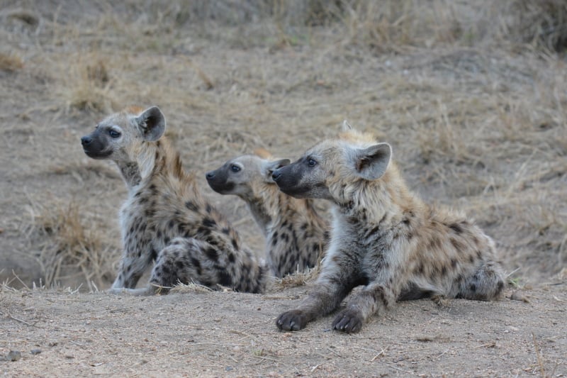 jonge hyena's in Kruger