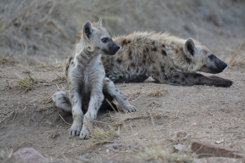 Jonge hyena's Kruger 2021