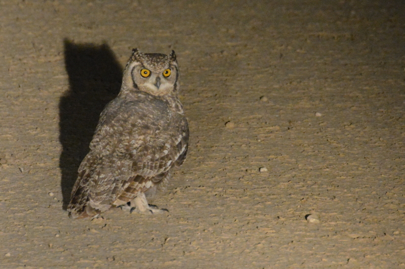 Kgalagadi night drive - spotted Eagle Owl