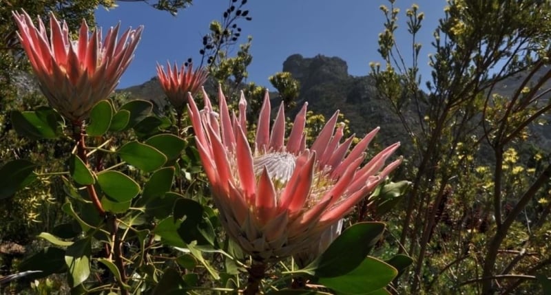 Kirschtenbosch Kaapstad