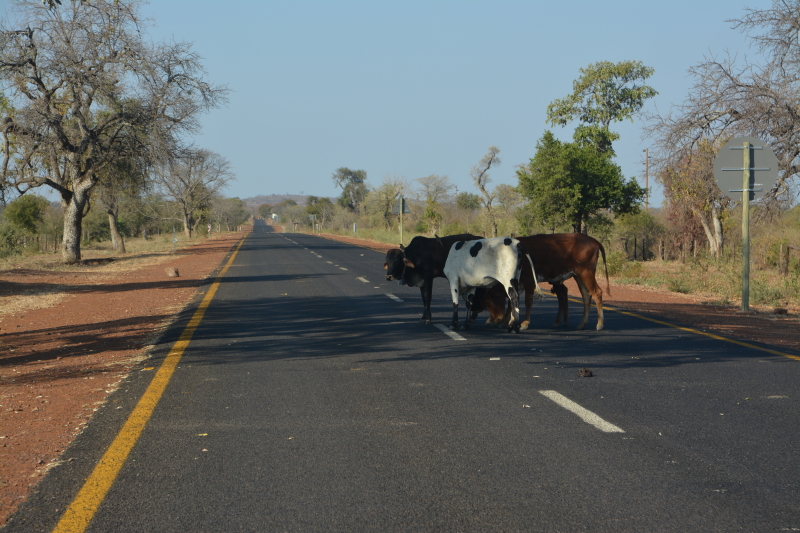 koeien op de weg naar Punda Maria