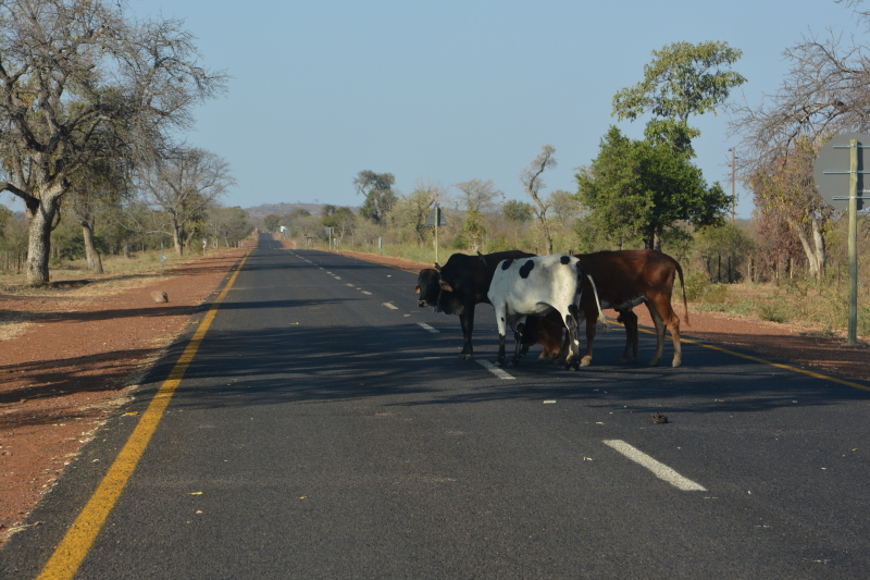 koeien op de weg naar Punda Maria