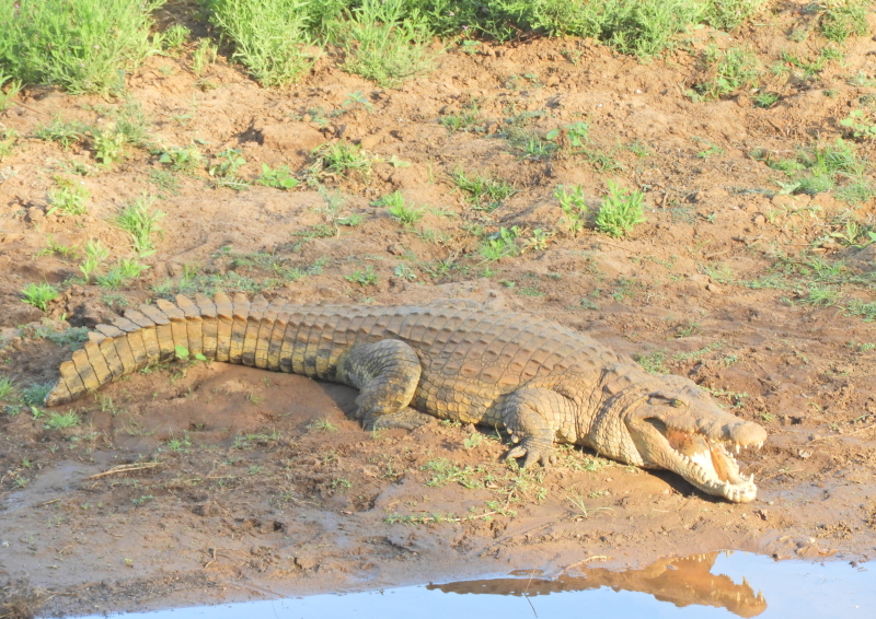 krokodil luvuvhu rivier Kruger