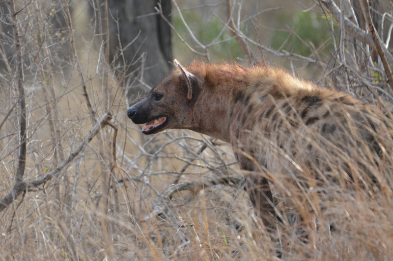 kruger hyena oktober 2021