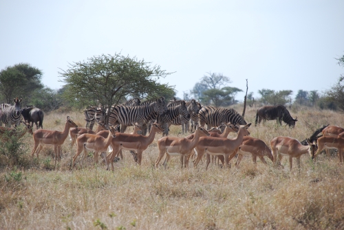 kruger impala zebra wildebeest