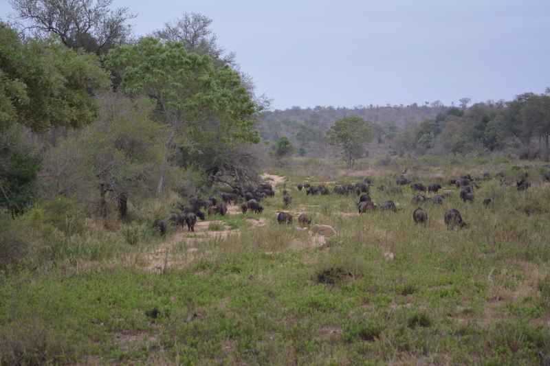 Kruger zuid buffels