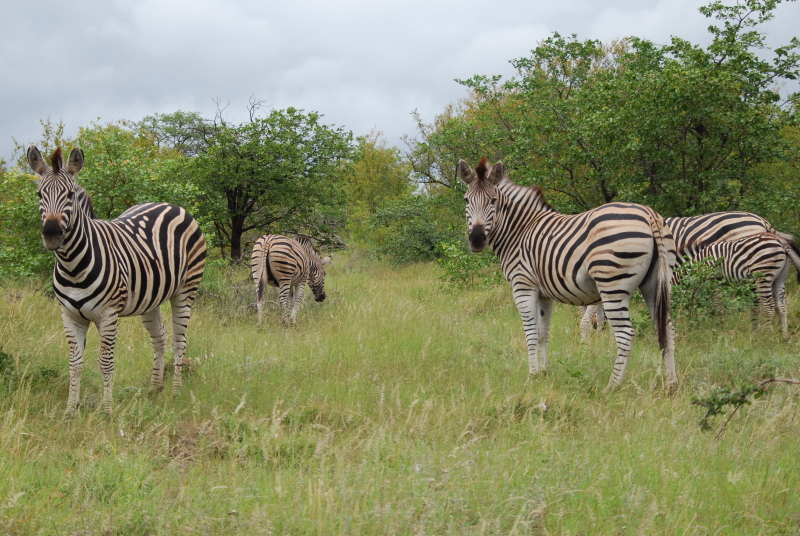 Kruger zuiden zebra's