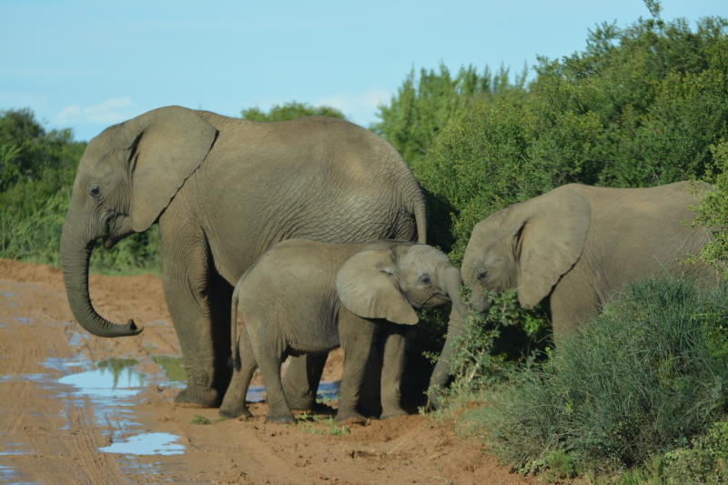 kudde olifante in Addo