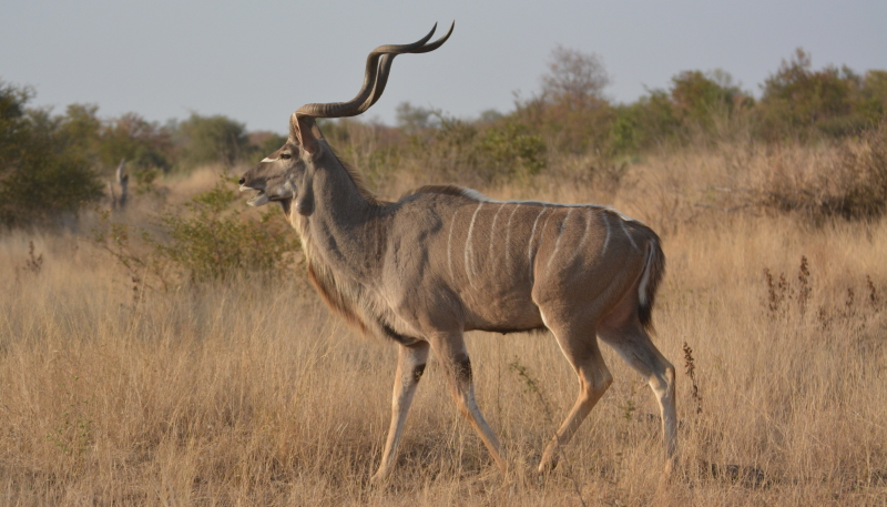 kudu in zuid-afrika