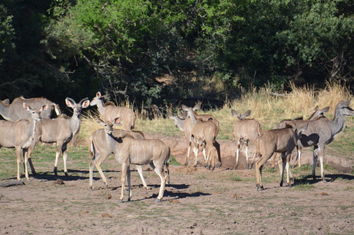 Kudu's Tlopi tented camp Marakele