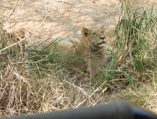 leeuw safari zuid-afrika