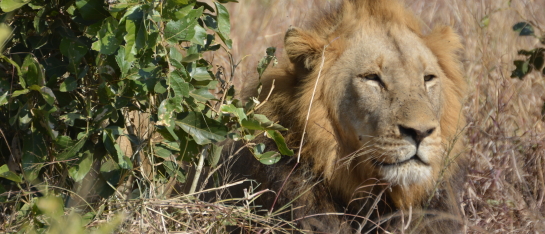 leeuw zuiden Kruger