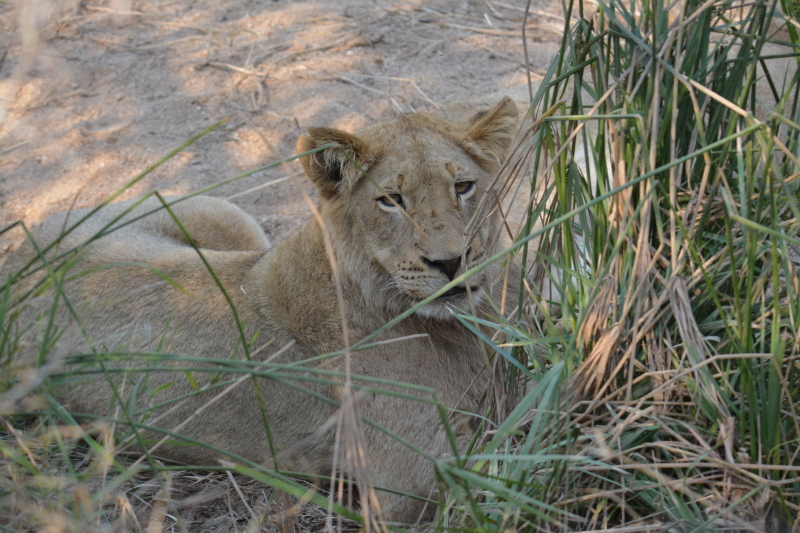 leeuwen manyeleti zuid-afrika