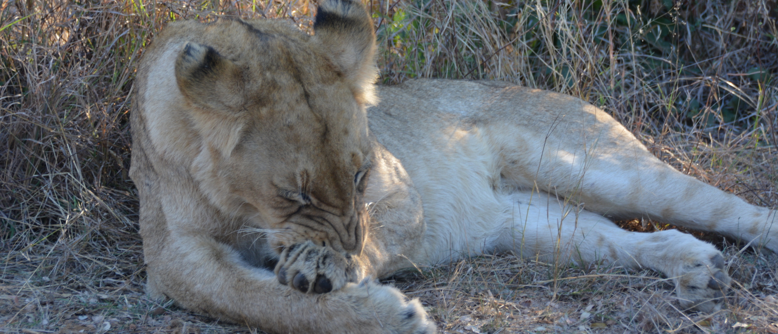 Op safari gaan in Zuid-Afrika