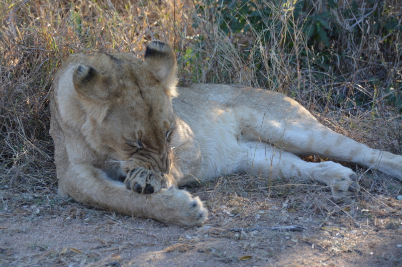 leeuwen naast de weg Kruger