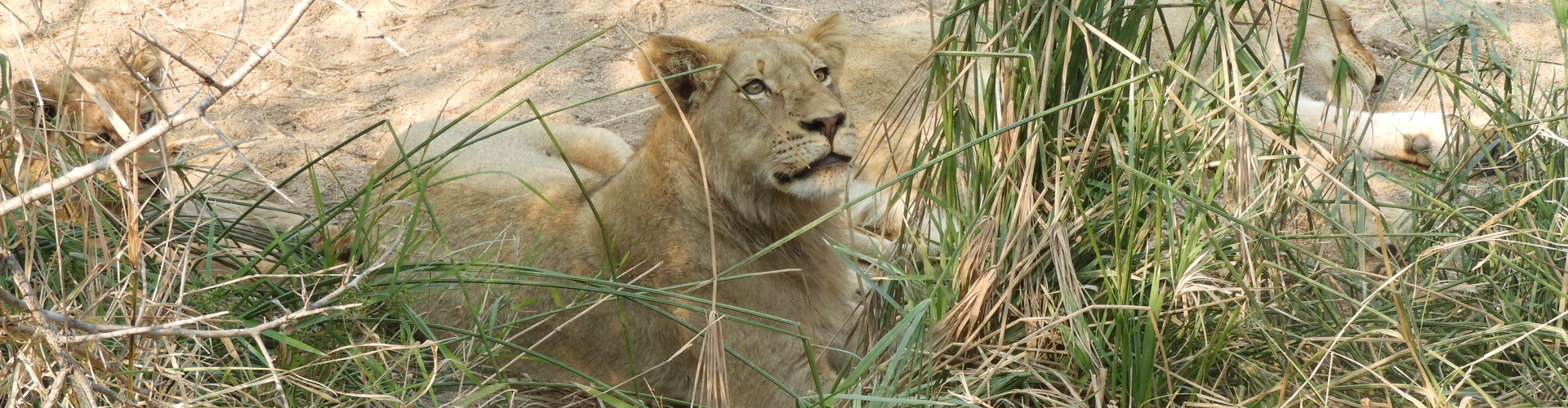 leeuwen safari zuid-afrika