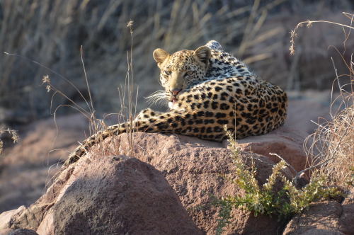 Leopard Pilanesberg