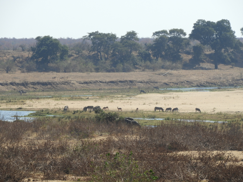 Letaba - view vanuit het kamp
