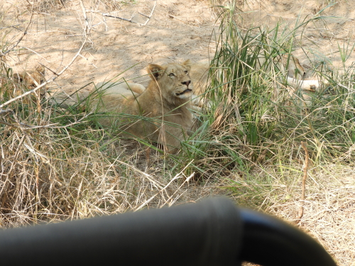 lion manyeleti