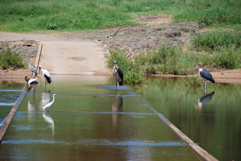 maart Kruger Park