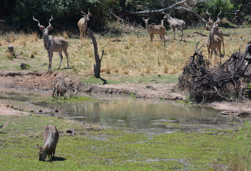 Marekele NP waterhole