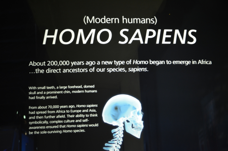 maropeng holo sapiens