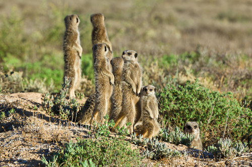 meerkat tour