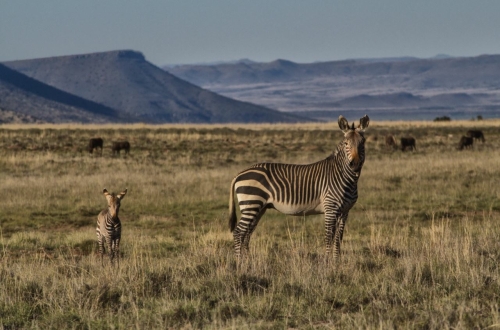 mountain zebra