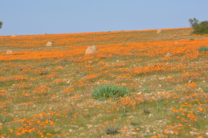namaqua daisies
