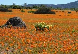 namaqua-flowers