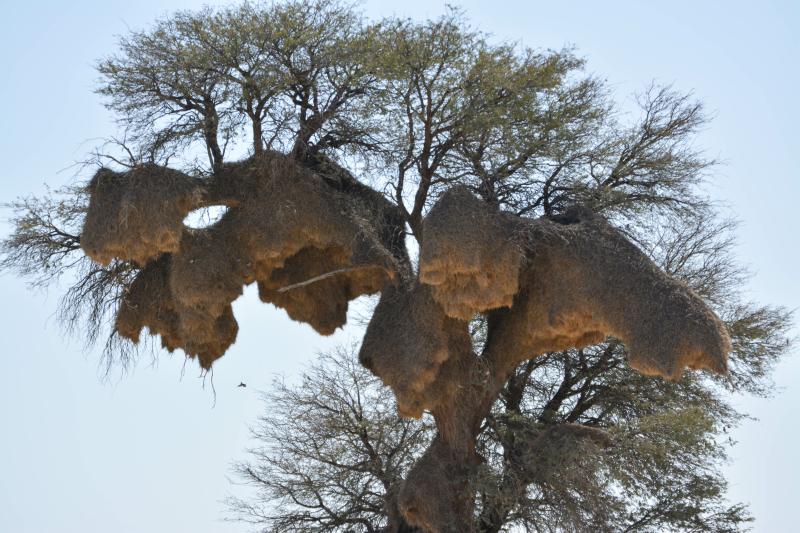Nest van sociable weaver birds