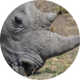 neushoorn close-up