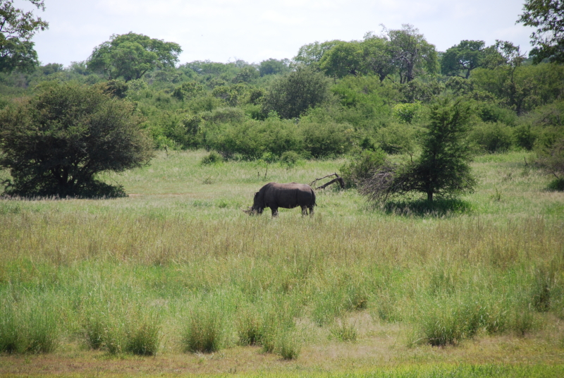 Neushoorn in Kruger zuid