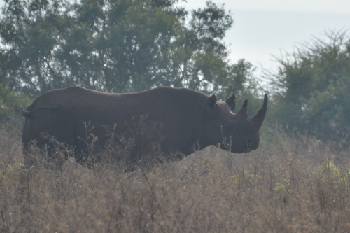 neushoorn safari dieren zuid-afrika