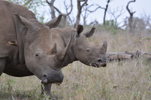 neushoorn safari zuid-afrika