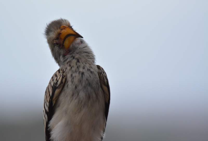 neushoornvogel kruger park