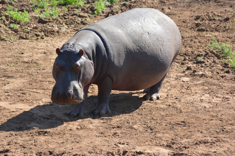 nijlpaard noord-kruger zuid-afrika