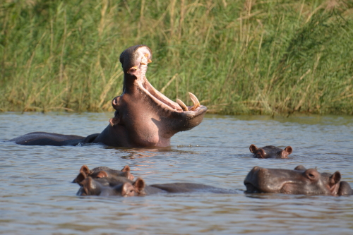 nijlpaarden boot safari zuid-afrika