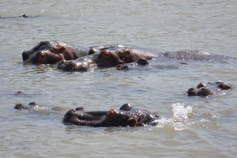 nijlpaarden st lucia zuid-afrika