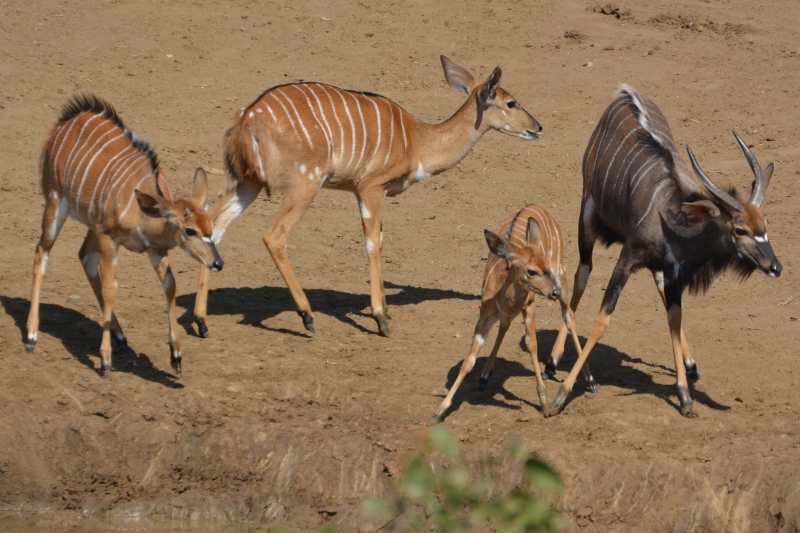 dieren in zuid-afrika