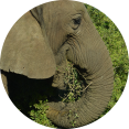 olifant close-up