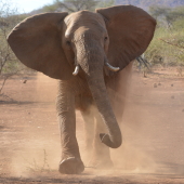 olifant in kruger